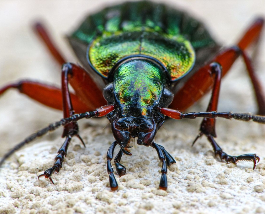 Carabus auronitens - Goldglänzender Laufkäfer