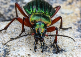 Carabus auronitens - Goldglänzender Laufkäfer