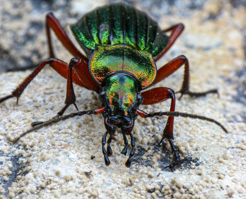 Carabus auronitens - Goldglänzender Laufkäfer