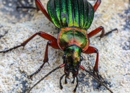 Carabus auronitens - Goldglänzender Laufkäfer