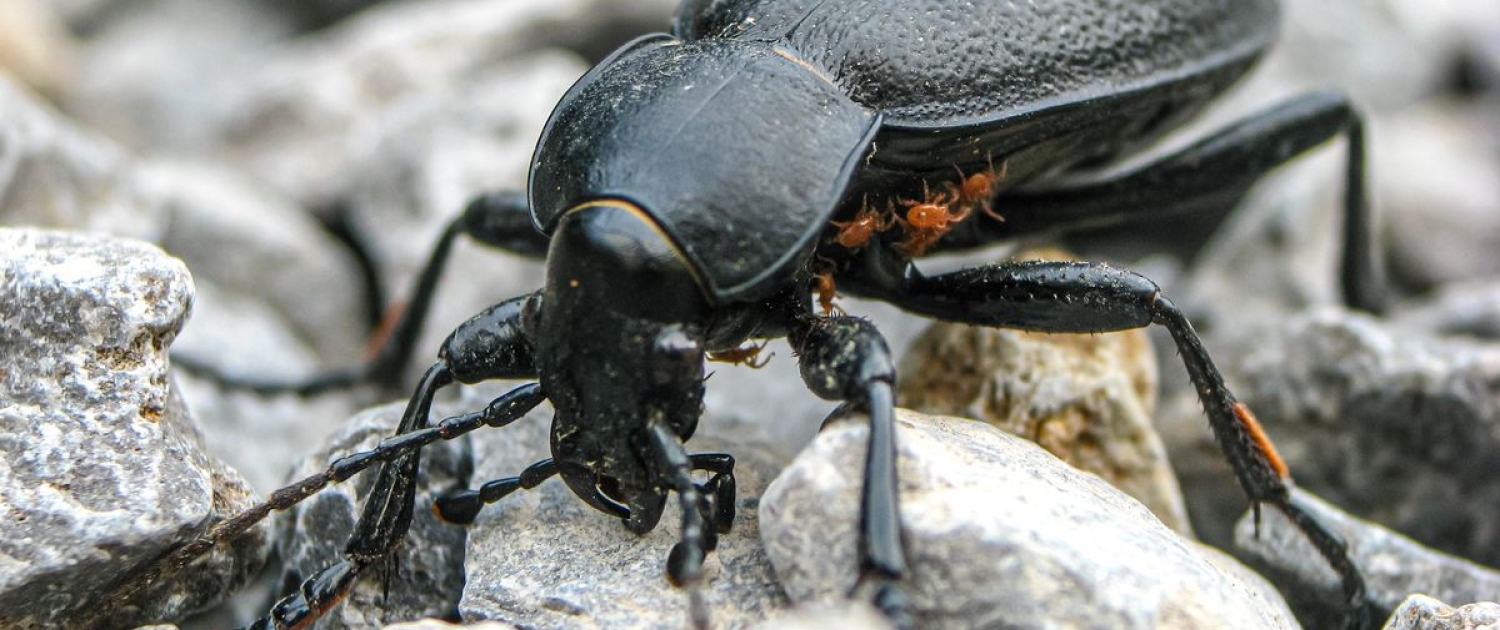 Carabus coriaceus - Lederlaufkäfer