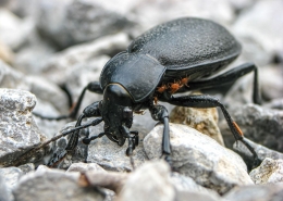 Carabus coriaceus - Lederlaufkäfer