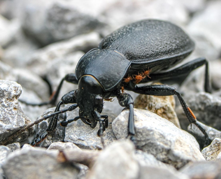 Carabus coriaceus - Lederlaufkäfer