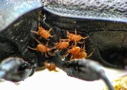 Carabus coriaceus - Lederlaufkäfer