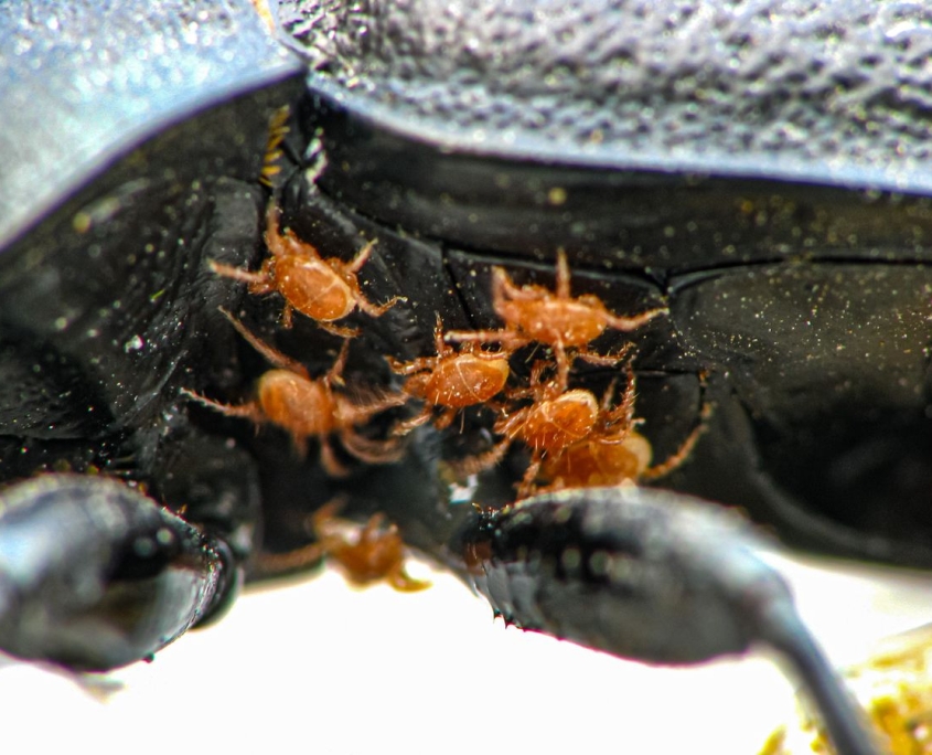 Carabus coriaceus - Lederlaufkäfer