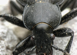 Carabus coriaceus - Lederlaufkäfer
