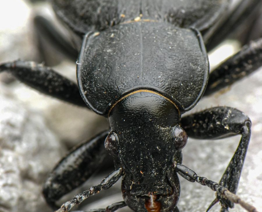 Carabus coriaceus - Lederlaufkäfer