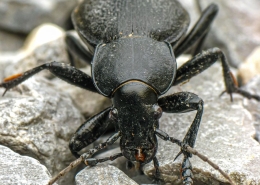 Carabus coriaceus - Lederlaufkäfer