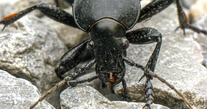 Carabus coriaceus - Lederlaufkäfer