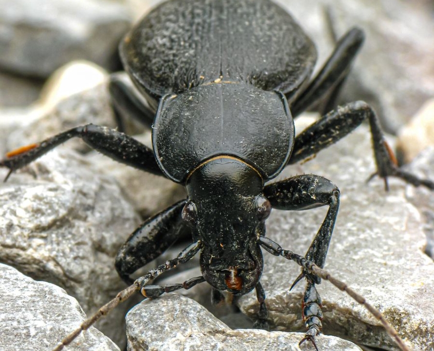 Carabus coriaceus - Lederlaufkäfer