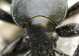 Carabus coriaceus - Lederlaufkäfer