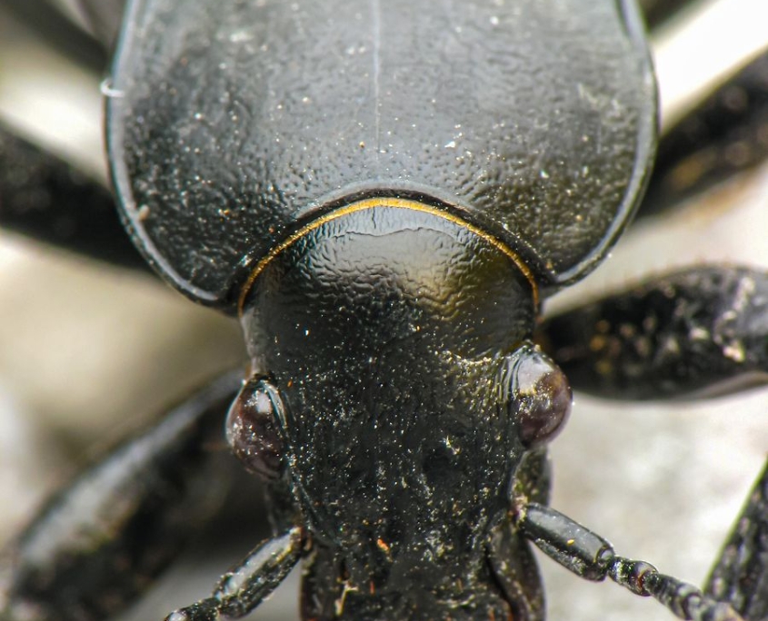 Carabus coriaceus - Lederlaufkäfer