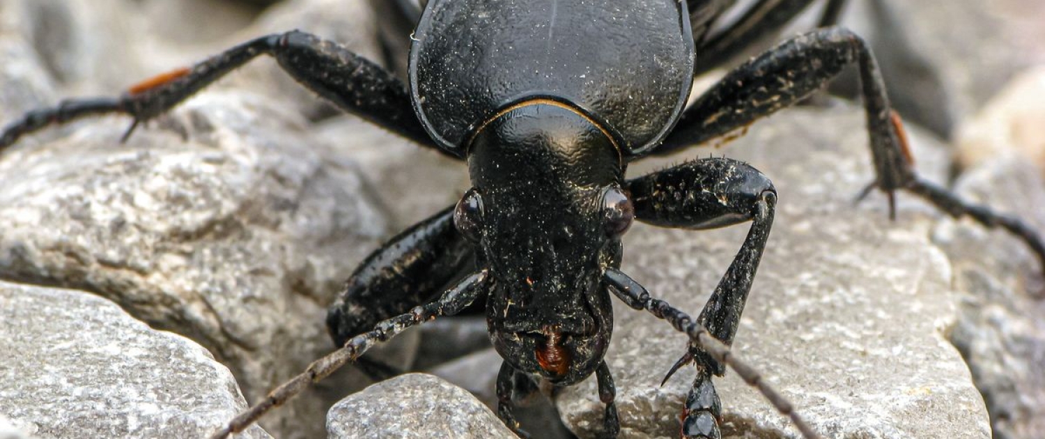 Carabus coriaceus - Lederlaufkäfer