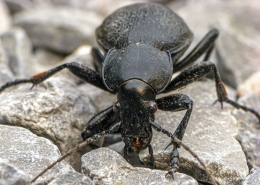 Carabus coriaceus - Lederlaufkäfer
