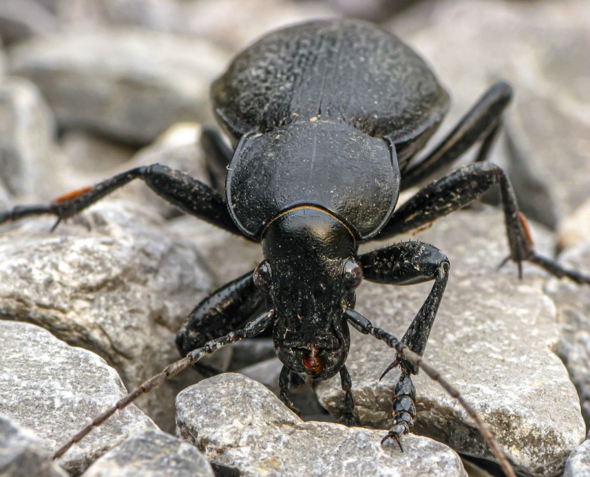 Carabus coriaceus - Lederlaufkäfer