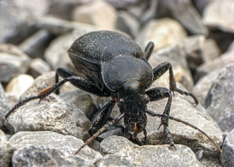 Carabus coriaceus - Lederlaufkäfer