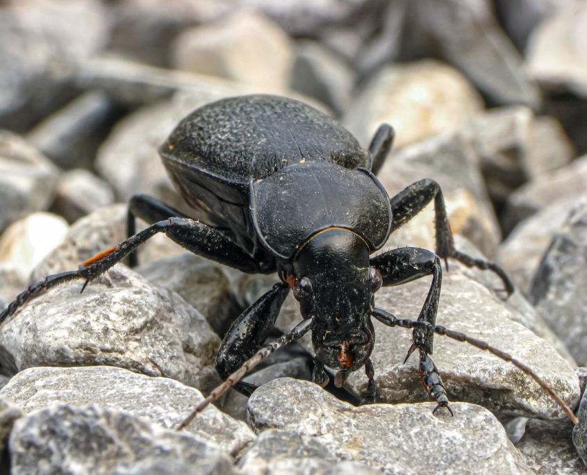 Carabus coriaceus - Lederlaufkäfer