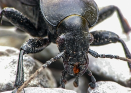 Carabus coriaceus - Lederlaufkäfer