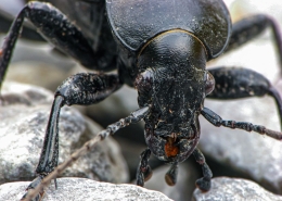 Carabus coriaceus - Lederlaufkäfer