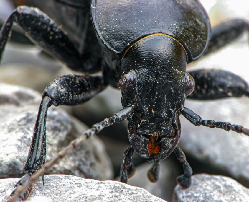 Carabus coriaceus - Lederlaufkäfer