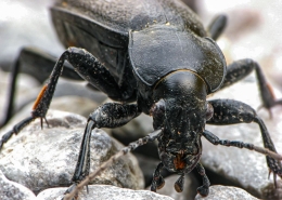 Carabus coriaceus - Lederlaufkäfer