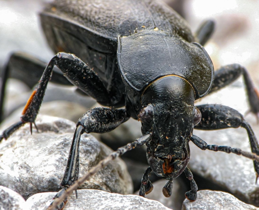 Carabus coriaceus - Lederlaufkäfer