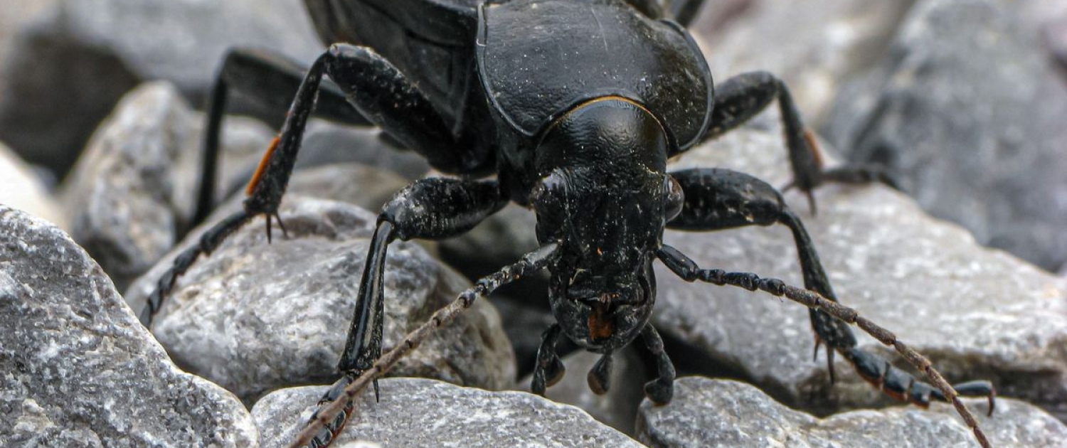 Carabus coriaceus - Lederlaufkäfer