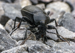 Carabus coriaceus - Lederlaufkäfer