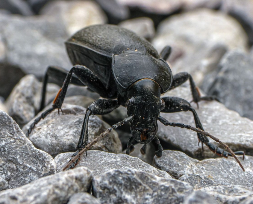 Carabus coriaceus - Lederlaufkäfer