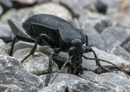 Carabus coriaceus - Lederlaufkäfer