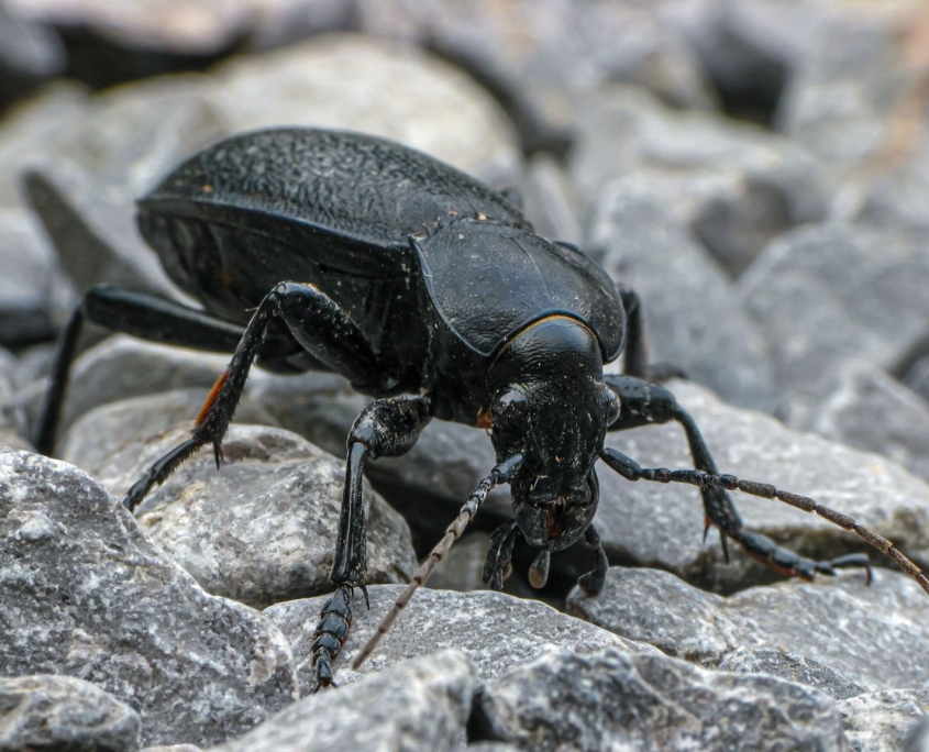 Carabus coriaceus - Lederlaufkäfer
