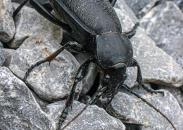 Carabus coriaceus - Lederlaufkäfer