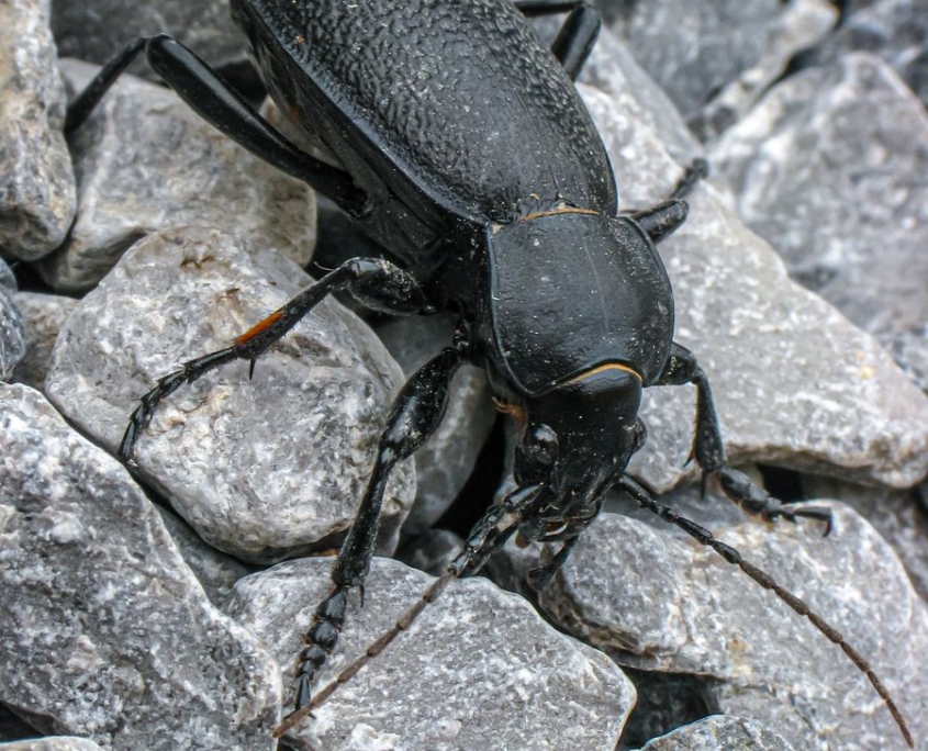Carabus coriaceus - Lederlaufkäfer