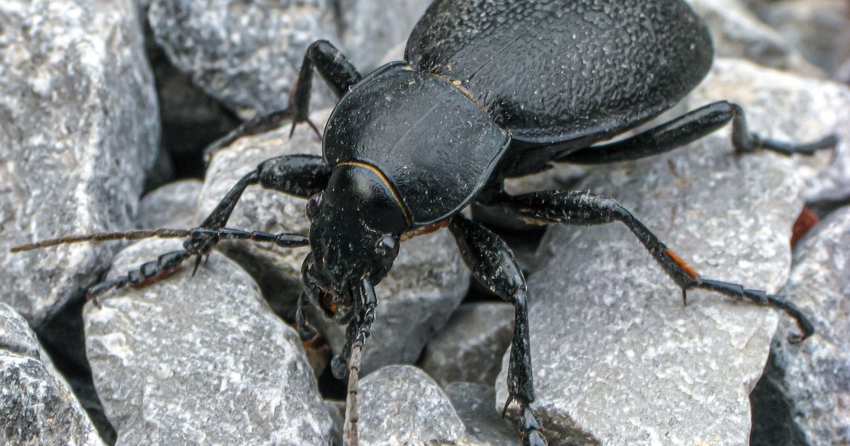 Carabus coriaceus - Lederlaufkäfer