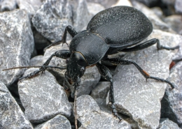 Carabus coriaceus - Lederlaufkäfer