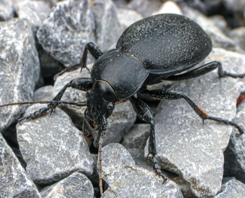 Carabus coriaceus - Lederlaufkäfer