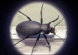 Carabus coriaceus - Lederlaufkäfer