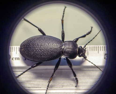 Carabus coriaceus - Lederlaufkäfer