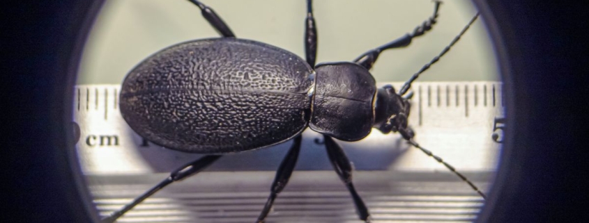Carabus coriaceus - Lederlaufkäfer