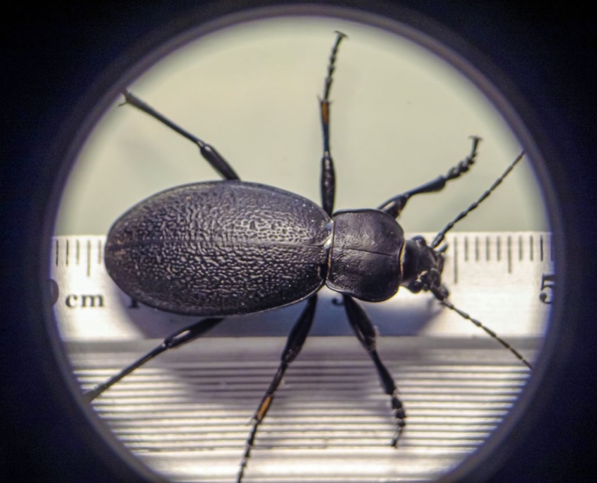 Carabus coriaceus - Lederlaufkäfer