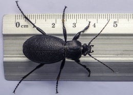 Carabus coriaceus - Lederlaufkäfer